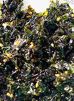 海苔香頌調味粉